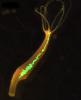 Stammzellen in einem lebenden Polypen werden sichtbar, weil sie das grün fluoreszierende Protein (GFP) "angeschaltet" haben.
Copyright: CAU
