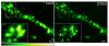 Auflösungsgewinn durch STED-Mikroskopie anhand synaptischer Vesikel. Herkömmliche, so genannte konfokale Mikroskope sind nicht in der Lage, Proteine, die zu einzelnen Vesikeln gehören, in der Synapse einer Nervenzelle aufzulösen. Im Gegensatz dazu macht die STED-Mikroskopie diese Moleküle sichtbar - wie hier in der Abbildung rechts das Protein Synaptotagmin.

Bild: Max-Planck-Institut für biophysikalische Chemie
