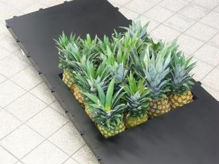 Ananas schien besonders geeignet, um den Kollegen in Hawaii die Größe der Verschlussöffnung zu demonstrieren
Foto: Uni Bonn